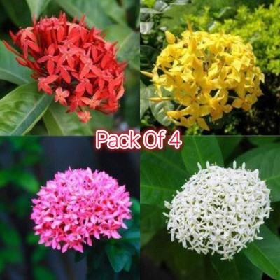 Cloud Farm Trothic Ixora/Chethi Plant(Hybrid, Pack of 1)