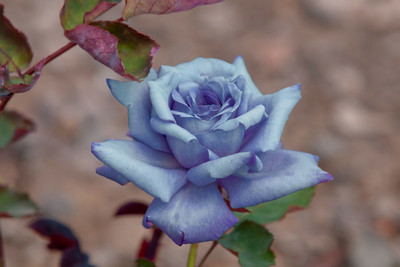 MONDAL NURSARY PLANT Rose Plant(Hybrid, Pack of 1)