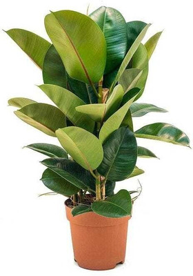 EarthAngel Rubber Tree(Hybrid, Pack of 1)