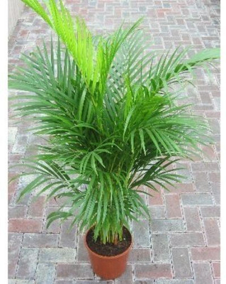 Bakuchi Areca Plam(Hybrid, Pack of 1)