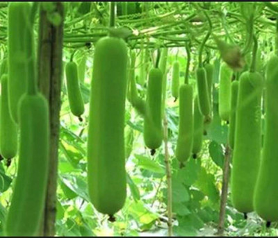 Nurseryfriend Betel Leaf Plant(Hybrid, Pack of 40)