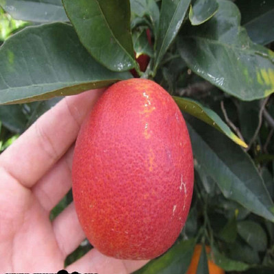 Aywal Mausambi Sweet Lemon Fruit - Citrus Limetta Seed(9 per packet)