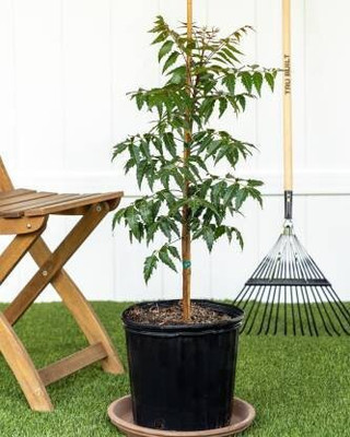 Cloud Farm Neem Plant(Hybrid, Pack of 1)