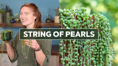 ABEFARIYA String of Pearls(Hybrid, Pack of 1)