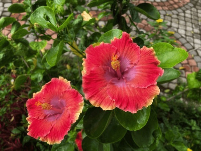 NATURESNURSERYY Hibiscus Plant(Hybrid, Pack of 1)