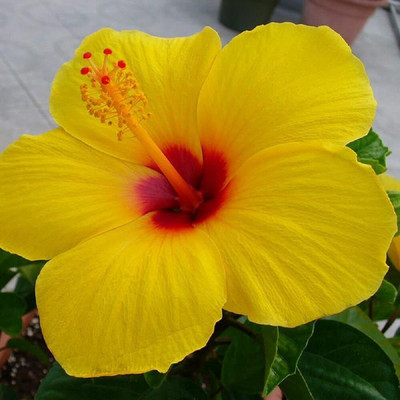 MHIMI Hibiscus Plant(Hybrid, Pack of 1)