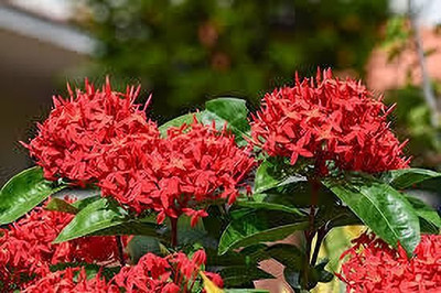 AFARTIOBINA Trothic Ixora/Chethi Plant(Hybrid, Pack of 1)