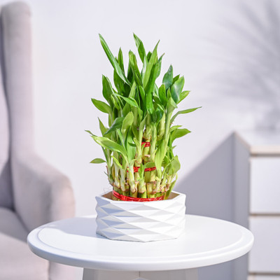 UGAOO Three Layer Bamboo Plant(Pack of 1)