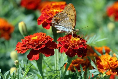 BDSresolve Hybrid red marigold/merigold glower seeds/tagetes flower seeds Seed(145 per packet)