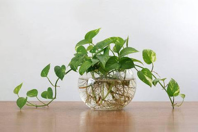 PROGOTI BOTANY Money Plant(Hybrid, Pack of 1)