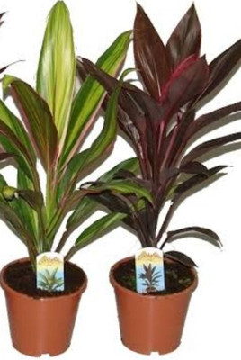 Cloud Farm Anthurium Violet Tail Flamingo Flower lace Plant(Hybrid, Pack of 2)