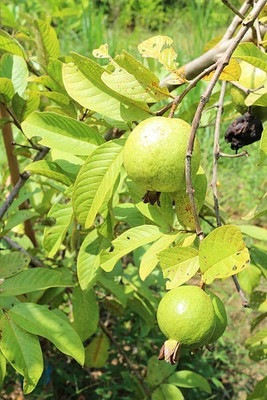 BEWPOLENA Guava Plant(Hybrid, Pack of 1)