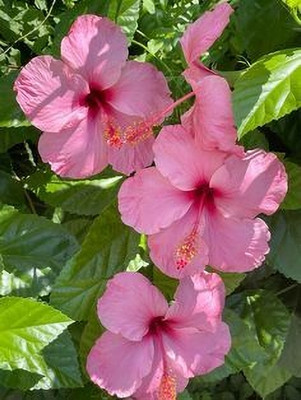 MAITRA AND SONS Hibiscus Gudhal Flower Plant(Hybrid, Pack of 1)