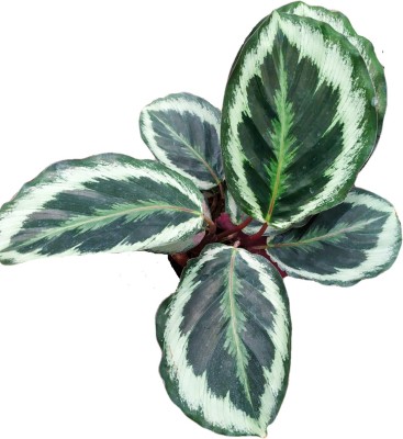 The Four Seasons Calathea Plant(Hybrid, Pack of 1)