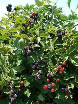 Loveri Shahtoot/Mulberry Plant(Hybrid, Pack of 1)