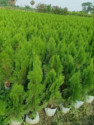 Global Mart Plant Thuja Plant(Hybrid, Pack of 1)