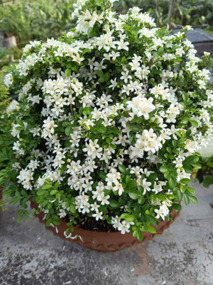 Cloud Farm Madhu Kamini Plant(Hybrid, Pack of 1)