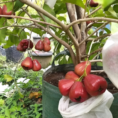 fuegoasiss Water Apple Red Plant(Hybrid, Pack of 1)