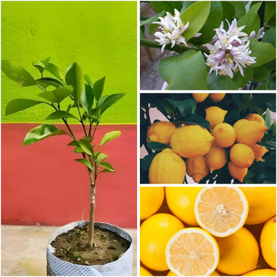Cloud Farm Lemon Plant(Hybrid, Pack of 1)