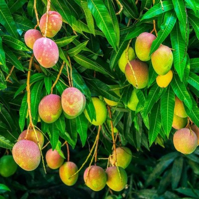 Thai grafted mango Mango Plant(Hybrid, Pack of 1)