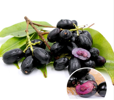 Grafted Jamun Plant(Hybrid, Pack of 1)