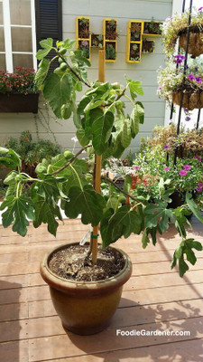 Cloud Farm Gular/Cluster Fig Plant(Hybrid, Pack of 1)