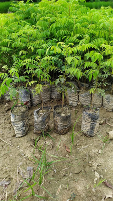 Cloud Farm Curry Leaf Plant(Hybrid, Pack of 1)