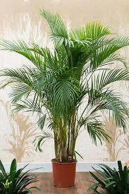 My Dream Nursery Areca Palm(Hybrid, Pack of 1)