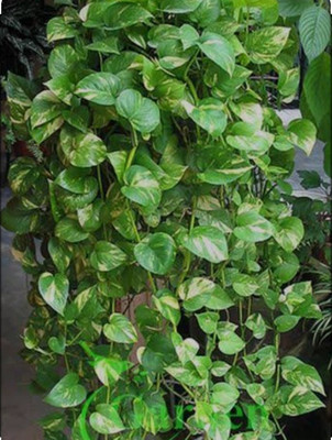 Bakuchi Money Plant(Hybrid, Pack of 1)