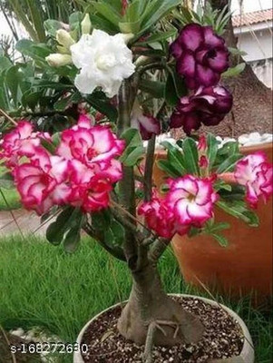 Aadinathan Adenium Plant(Hybrid, Pack of 1)