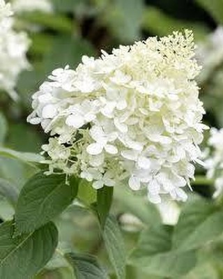 ZOOMGREEN Hydrangea Plant(Hybrid, Pack of 1)