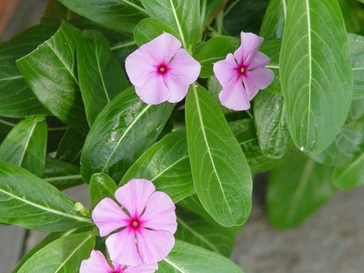 EarthAngel Sadabahar Plant(Hybrid, Pack of 1)