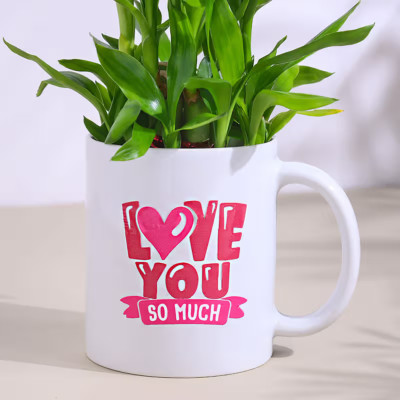 Floweraura Lucky Bamboo Plant(Pack of 1)