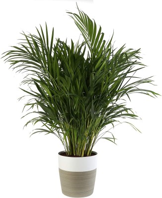 BALA PLANT CREATION Areca Palm(Hybrid, Pack of 1)