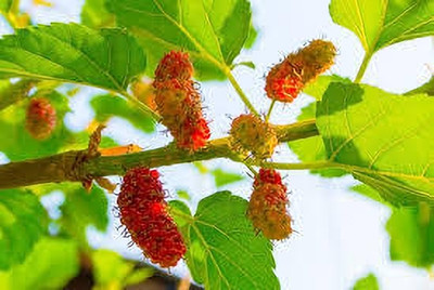 GreenyOn Shahtoot/Mulberry Plant(Hybrid, Pack of 1)