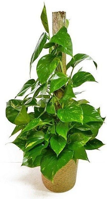Aquinnah Money Plant(Hybrid, Pack of 1)