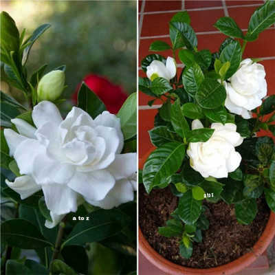 AMBRUZZ Jasmine Plant(Hybrid, Pack of 1)