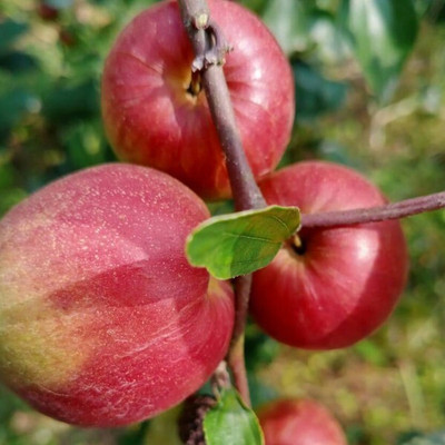 Aquinnah Ber Apple Plant(Hybrid, Pack of 1)