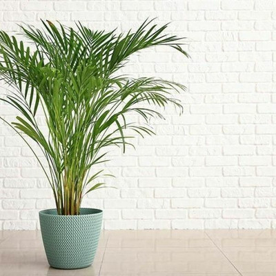 KS TRADERS Areca Palm(Hybrid, Pack of 1)
