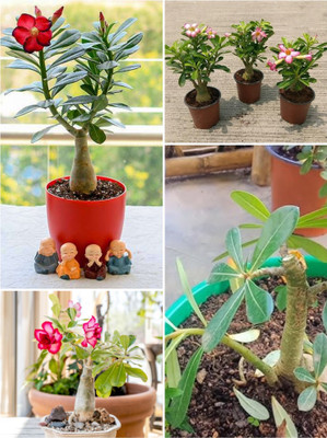 cpc star Adenium Plant(Hybrid, Pack of 1)