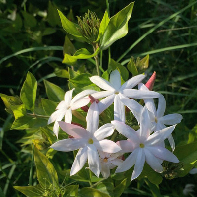 Arshiayat jasmine flower seeds Seed(19 per packet)