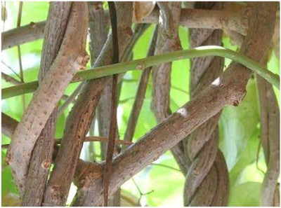 VibeX Giloy Plant/Tree Guruch Fresh Stems/Neem Giloye Seed(2 per packet)
