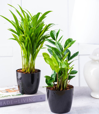 GREENLEAFS Areca Palm(Pack of 1)