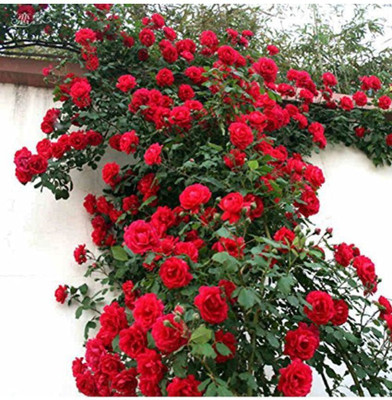 LeaflinksPlants Rose Plant(Hybrid, Pack of 1)