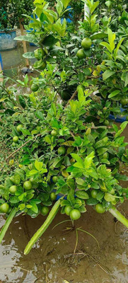 Nurseryfriend Lemon Plant(Hybrid, Pack of 1)