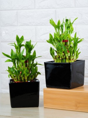 BALA PLANT CREATION Three Layer Bamboo Plant(Hybrid, Pack of 1)