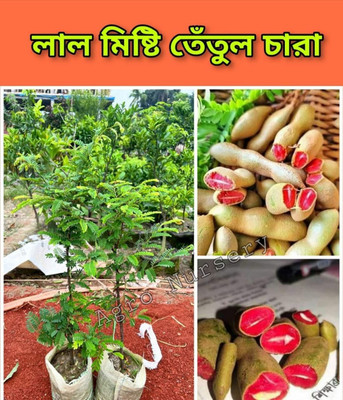 KrishnaNursery Tamarind Plant(Hybrid, Pack of 1)