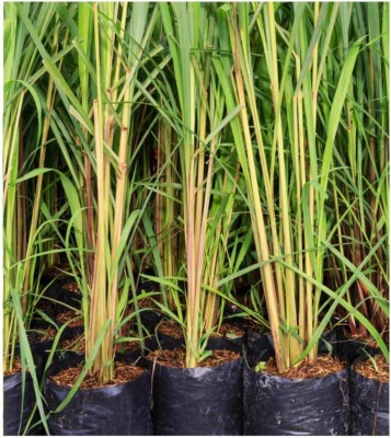 Mynursary Lemon Grass Plant(Pack of 1)