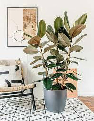 ABEFARIYA Rubber Tree(Hybrid, Pack of 1)
