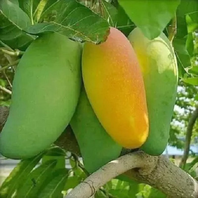 greenhut Mango Plant(Hybrid, Pack of 1)